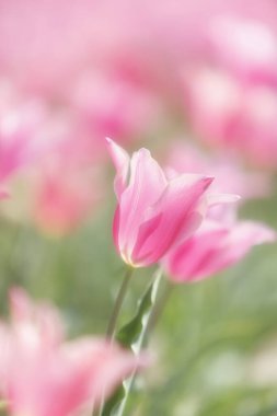 Bahçedeki güzel pembe lale çiçekleri