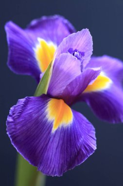 Güzel çiçekler, yakın görüş, bitki konsepti.