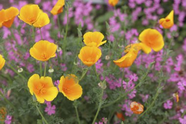 Bahçedeki güzel çiçekler