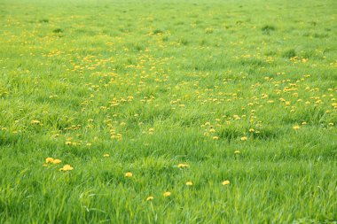Bahçedeki güzel çiçekler