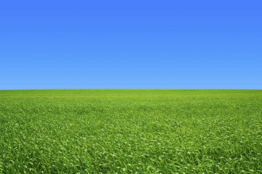 Mavi gökyüzü arka planına sahip yeşil çayırlar.