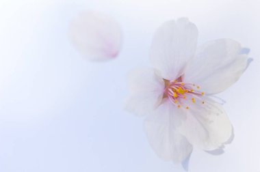 Beyaz bir çiçeğe yaklaş 