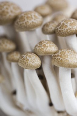 Beyaz masada taze Shimeji mantarları.