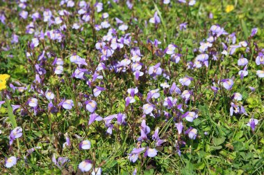 Çayırdaki güzel mor çiçekler