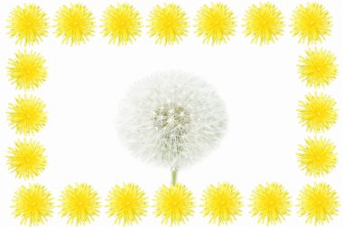 Güzel karahindiba çiçekleri beyaz arkaplanda izole edilmiş