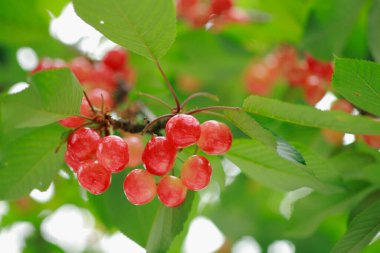 Bahçedeki bir ağacın kırmızı meyveleri