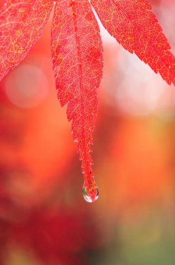 Sonbaharda güz yaprağı, Japonya 'da bitki yaprağı