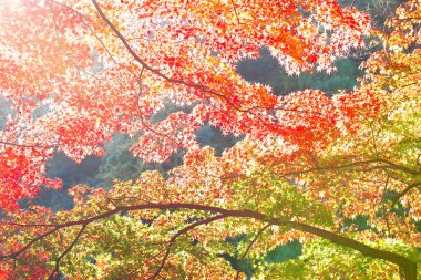 Parkta güneş ışığı altında renkli ağaçlar, sonbaharda doğa arka planı 