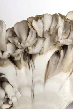 Beyaz masada taze Shimeji mantarları.