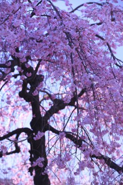 Japonya 'da kiraz çiçekleri Tokyo Tokyo' da