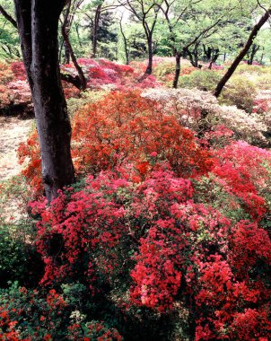 parkta renkli sonbahar yaprakları