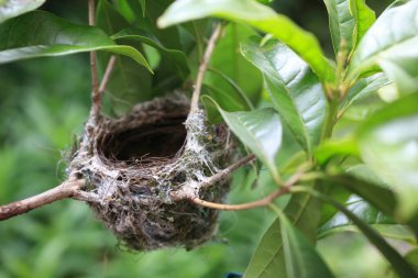 Ağaçta asılı bir kuş yuvası