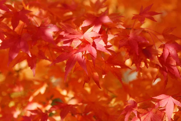 Κοντινό Πλάνο Πολύχρωμων Φθινοπωρινών Φυλλωμάτων Στα Δέντρα — Φωτογραφία Αρχείου