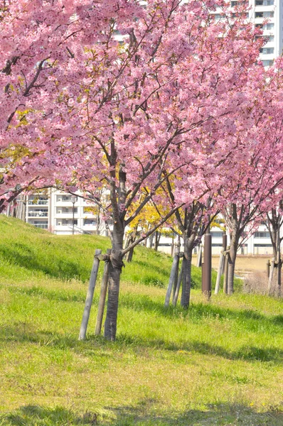 Hermosas Flores Primavera Árbol —  Fotos de Stock