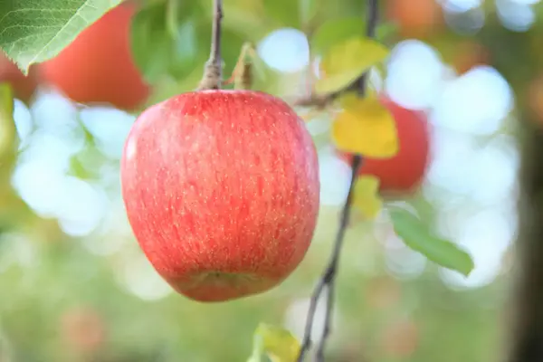 Manzanas Rojas Maduras Rama Del Árbol Otoño Temporada Cosecha — Foto de Stock