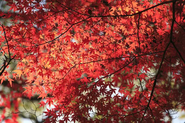 Kırmızı Yaprakları Ile Sonbahar Akça Ağaç — Stok fotoğraf