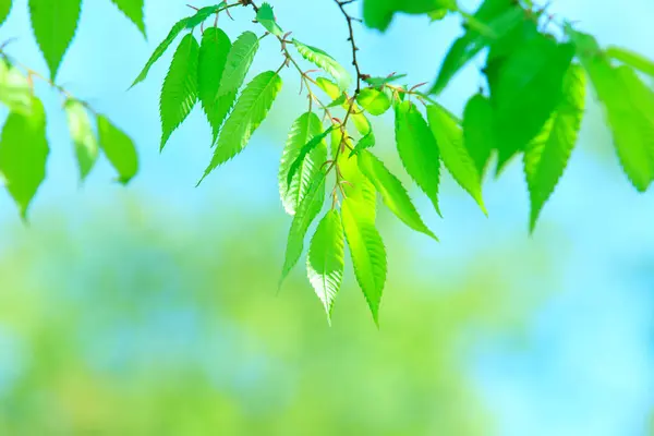 Зелене Листя Дереві Фон Весняного Листя — стокове фото