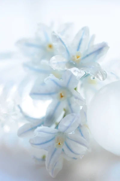 close - up of a beautiful white flower on white surface