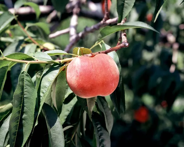 ブランチの熟した赤いザクロの果実 — ストック写真