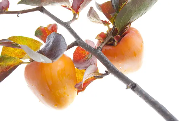Beyaz Arkaplanda Erik Meyvesinin Kapağını Kapat — Stok fotoğraf