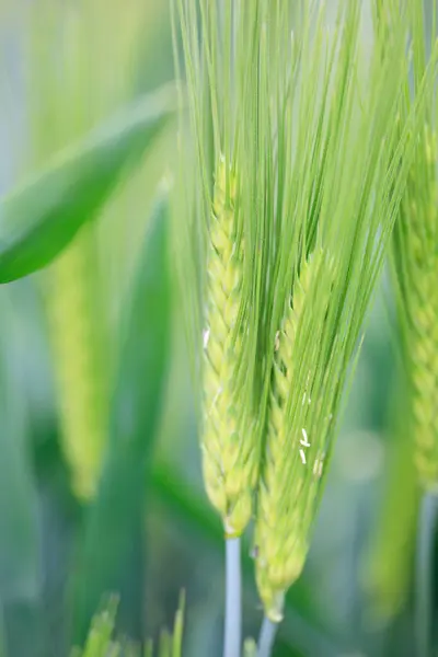 Grünes Reisfeld Mit Blauem Himmel Hintergrund — Stockfoto