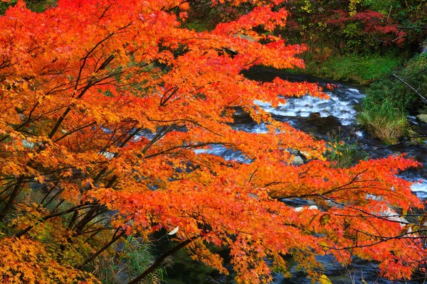 Красивый Осенний Пейзаж Красочными Листьями Деревьях — стоковое фото