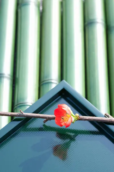 Bambu Arka Planda Muhteşem Kırmızı Japon Aygırı — Stok fotoğraf
