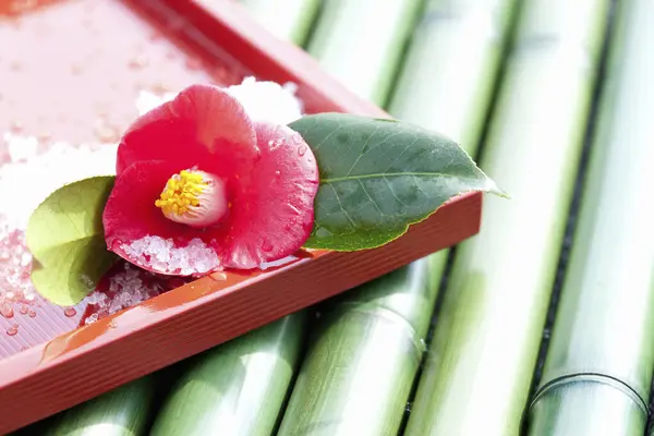 Espetacular Flor Vermelha Marmelo Japonês Fundo Bambu — Fotografia de Stock