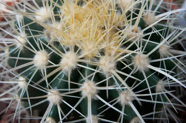 Closeup Cactus — Stock Photo, Image