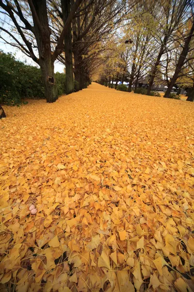 公園のカラフルな葉と秋の風景 — ストック写真