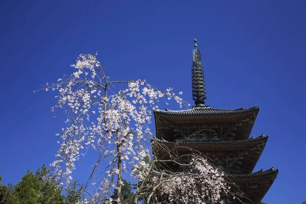 Třešňový Květ Japonsku — Stock fotografie