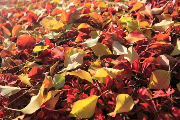 Colorido Outono Folhas Fundo Close — Fotografia de Stock