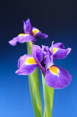 Siyah arkaplanda iris çiçeği