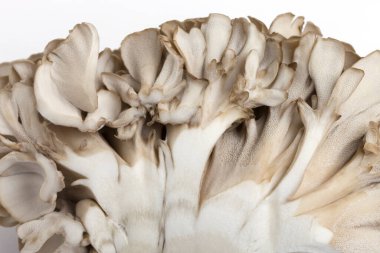 Beyaz masada taze Shimeji mantarları.