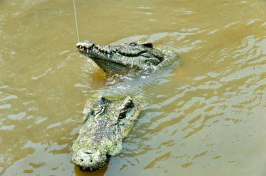 Vahşi timsahlar doğa arka planında nehirde yüzüyorlar.