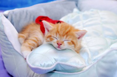 Kanepede sevimli bir kedi yavrusu, yakın çekim. 