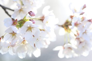 Renkli bahar çiçekleri güneş ışığında çiçek açıyor 