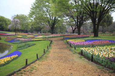 Bahçedeki renkli laleler
