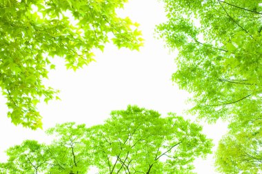 Beyaz arka plan üzerinde izole yeşil ağaçlar 