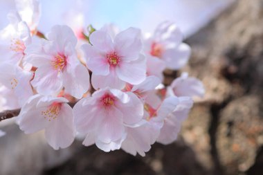 Bahar çiçekleri, doğada bitki örtüsü