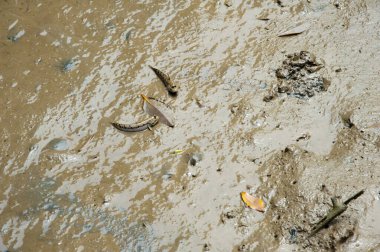 Küçük balıklarla ıslak kumlu zemin