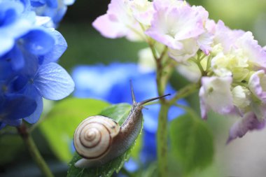 Bir salyangoz çiçeğin yanındaki yaprağın üzerinde oturuyor.