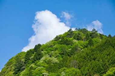 dağ zirvesi ve yeşil ağaçlar 