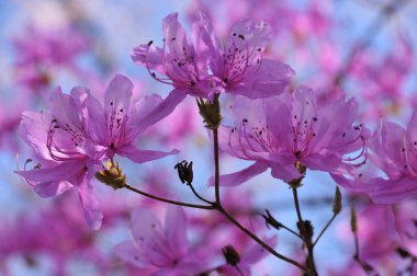 Bahçedeki güzel pembe çiçekler