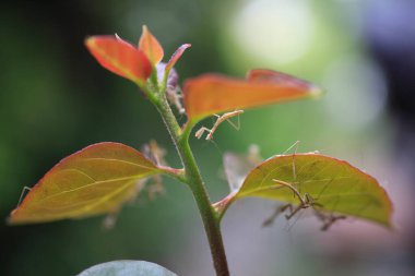 Güzel botanik fotoğrafı, doğal duvar kağıdı.