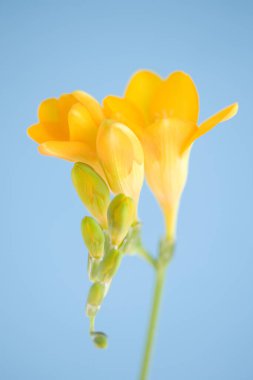 Mavi arka planda güzel frezya çiçekleri