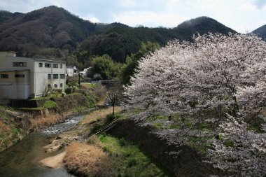 Japonya 'da kiraz çiçekleri 