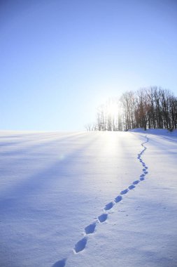 Dağlarda kış manzarası. Kış karla kaplı dağlar.