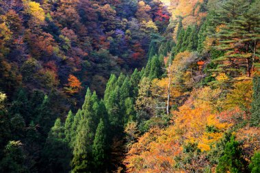 Dağlardaki güzel renkli orman. Japonya 'da sonbahar sezonu