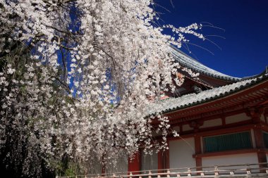 Japonya 'da kiraz çiçekleri 